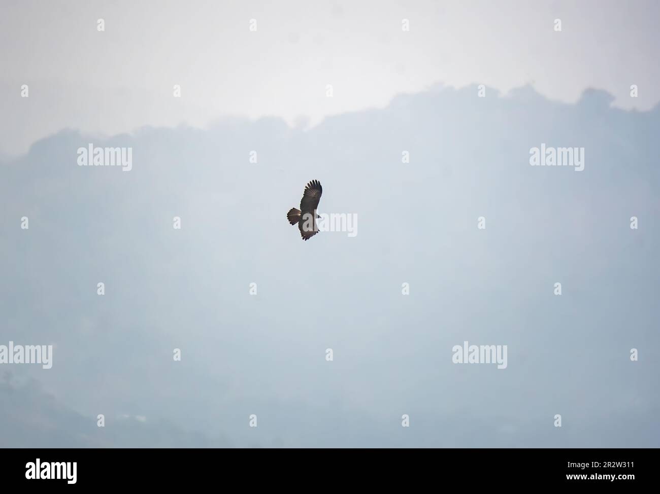 Un'aquila nera che vola nelle regioni montane alla periferia di Munnar in Kerala, India Foto Stock