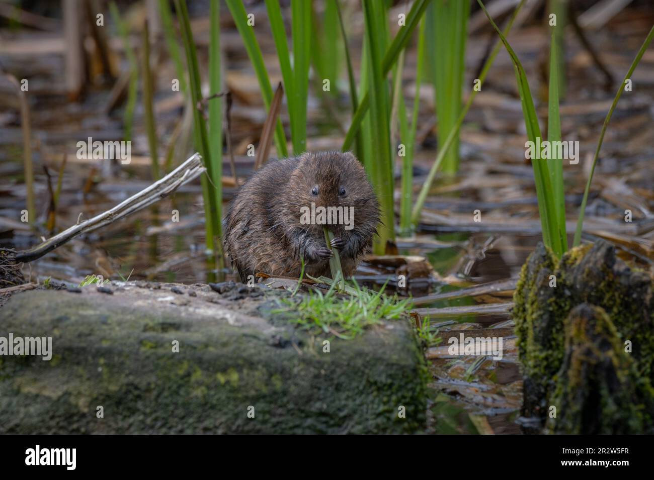 Vola d'acqua che mangia di fronte alla telecamera Foto Stock