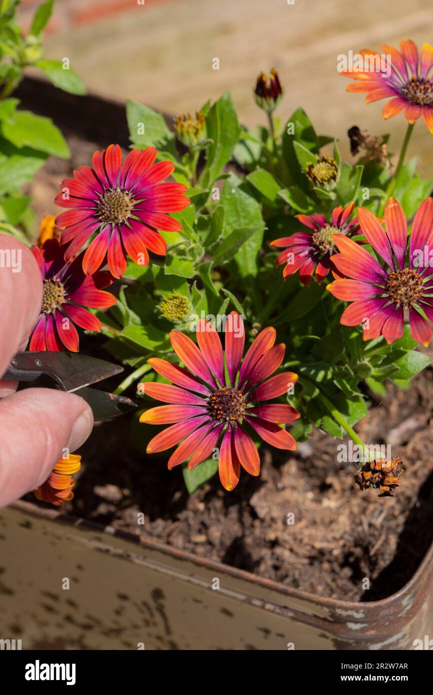 Taglio deadeshadading Osteospermum fiori piante con un metallo da giardino taglierina può. In una vecchia piantatrice a scatola di metallo Foto Stock