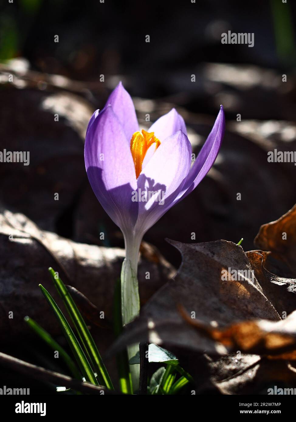 primo piano di un singolo fiore di crocus viola alla luce del sole - fuoco selettivo, verticale Foto Stock