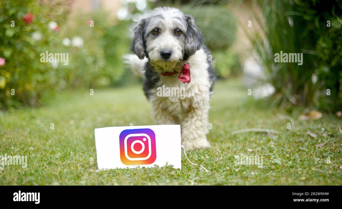 RESEN, MACEDONIA. 21 MAGGIO 2023 - il grazioso cane bianco e nero adottato di fronte al tavolo bianco con il logo di Instagram. Foto Stock