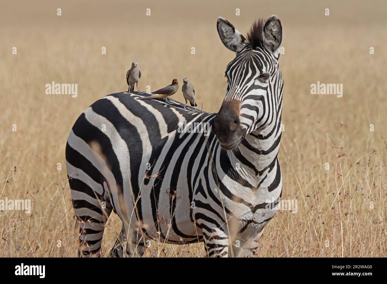 Zebra con uccelli sulla schiena che si nutrono di parassiti Foto Stock