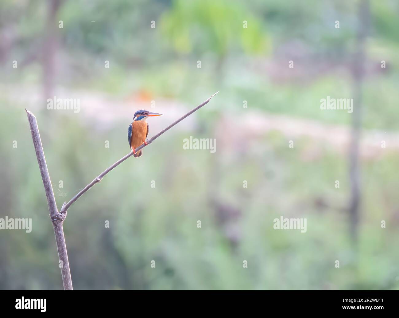 Un piccolo kingfisher blu, conosciuto anche come kingfisher Percher, su un piccolo ramoscello vicino a un lago alla periferia di Thattekad, Kerala Foto Stock