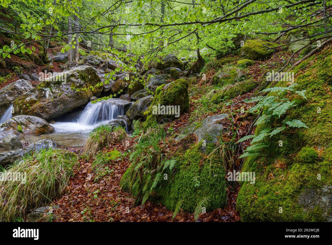 Vista panoramica del fiume che scorre nella foresta, Parco Naturale Regionale delle Alpi Ligure, Italia Foto Stock
