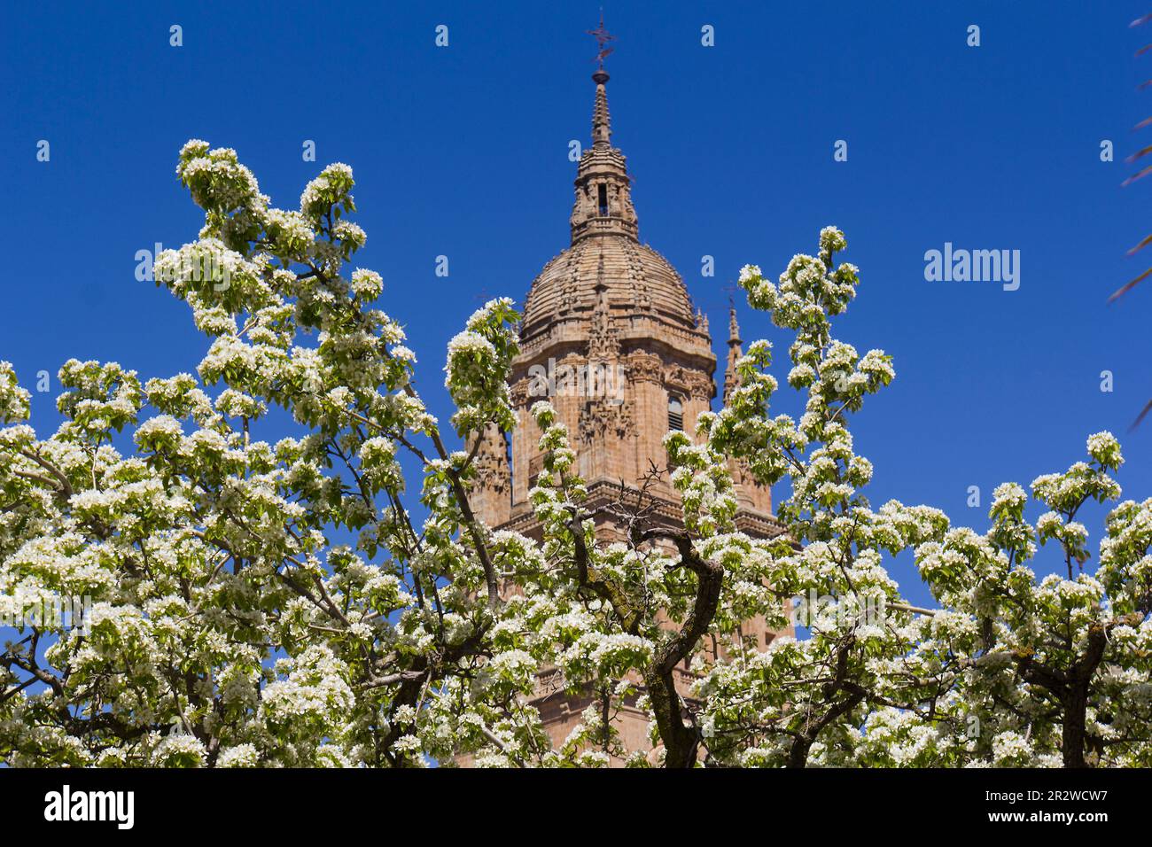 Albero di fiore, Salamanca, Spagna Foto Stock