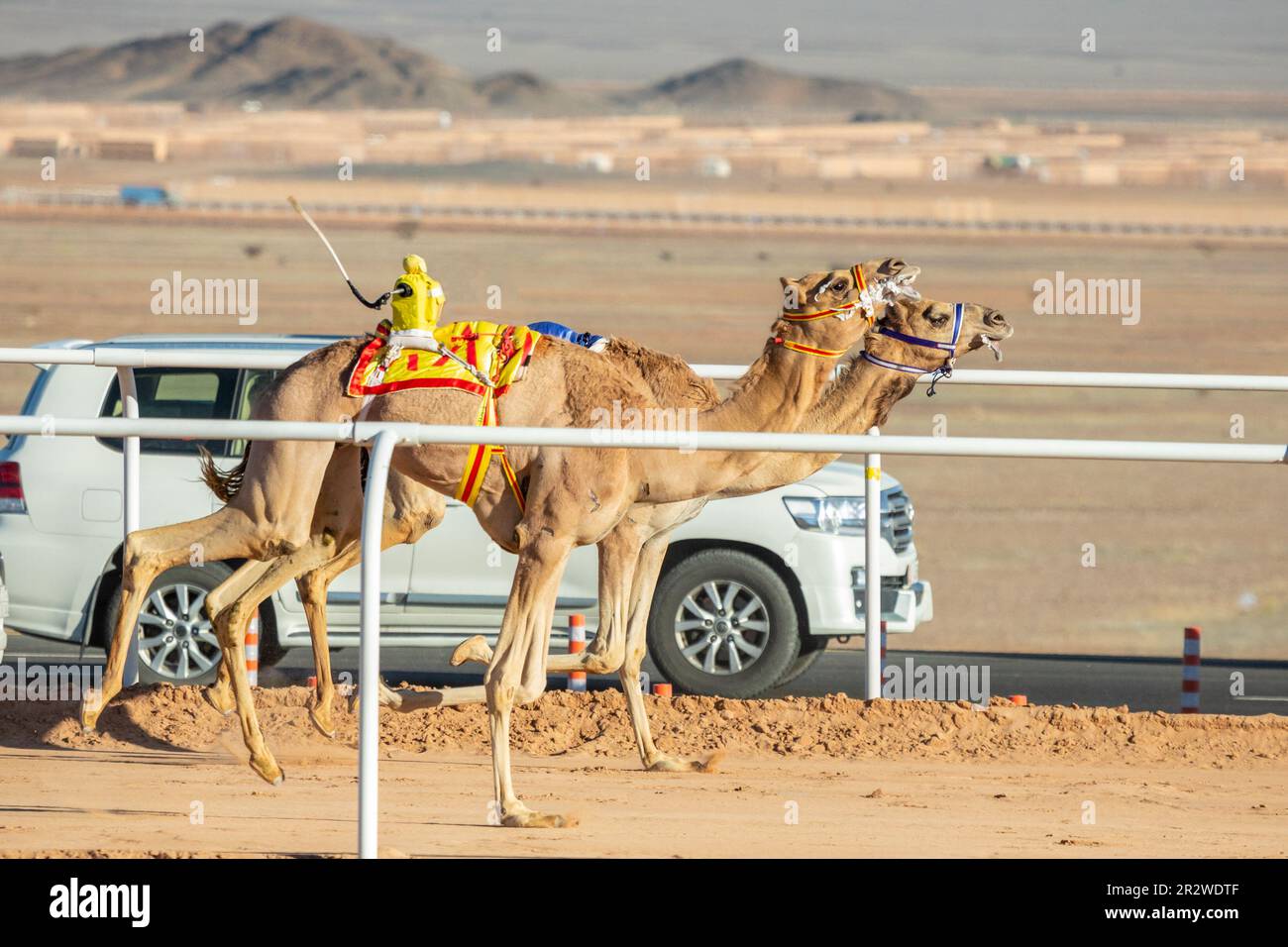 Cammelli che corrono per la coppa del re, al Ula, Arabia Saudita Foto Stock