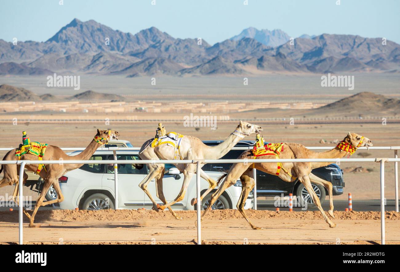 Cammelli che corrono per la coppa del re, al Ula, Arabia Saudita Foto Stock