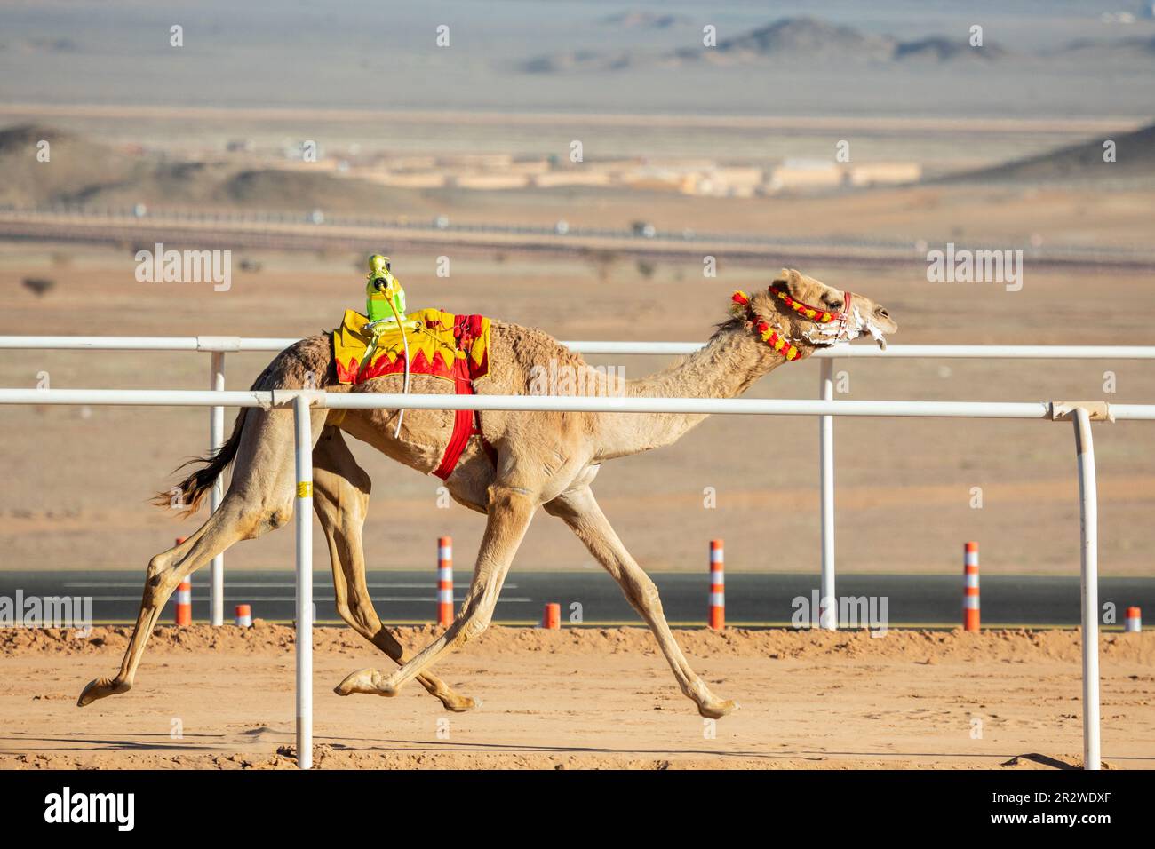 Corsa di cammelli per la coppa del re, al Ula, Arabia Saudita Foto Stock