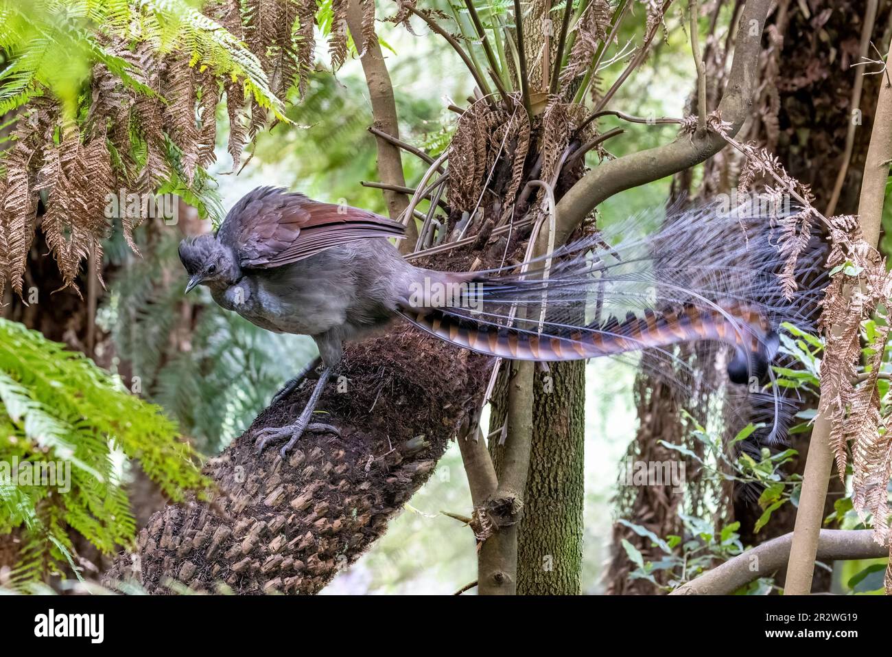 Un superbo lyrebird, Menura novaehollandiae, Victoria, Australia, arroccato su una felce di alberi. Si tratta di una vista laterale per adulti di sesso maschile. Foto Stock