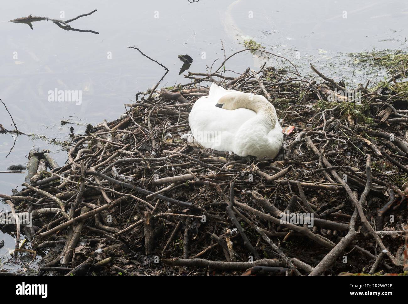 Un cigno sul suo nido nel lago Roundhay Park, Leeds, Inghilterra, Regno Unito Foto Stock