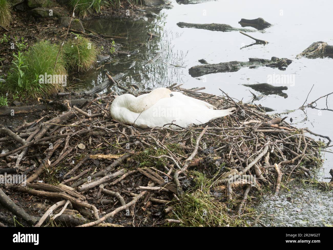 Un cigno sul suo nido nel lago Roundhay Park, Leeds, Inghilterra, Regno Unito Foto Stock