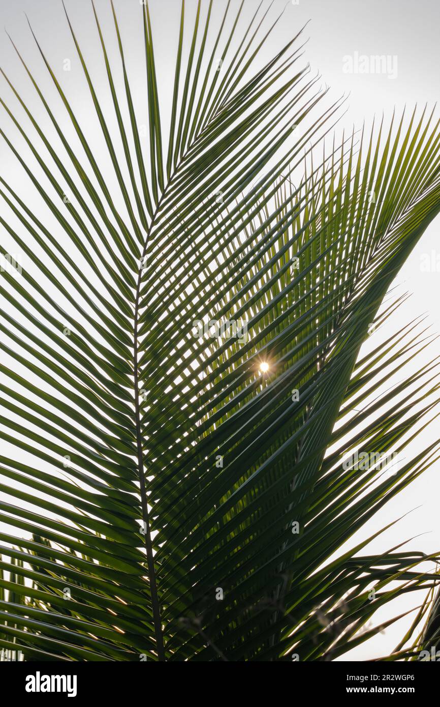 Foglie di palme da cocco con luce solare su sfondo cielo. Foto Stock