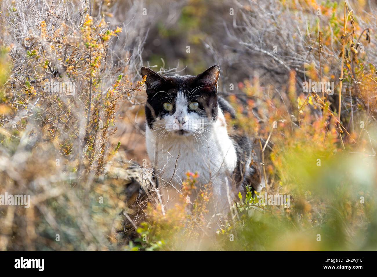 Gatto si nasconde nella macchia Foto Stock