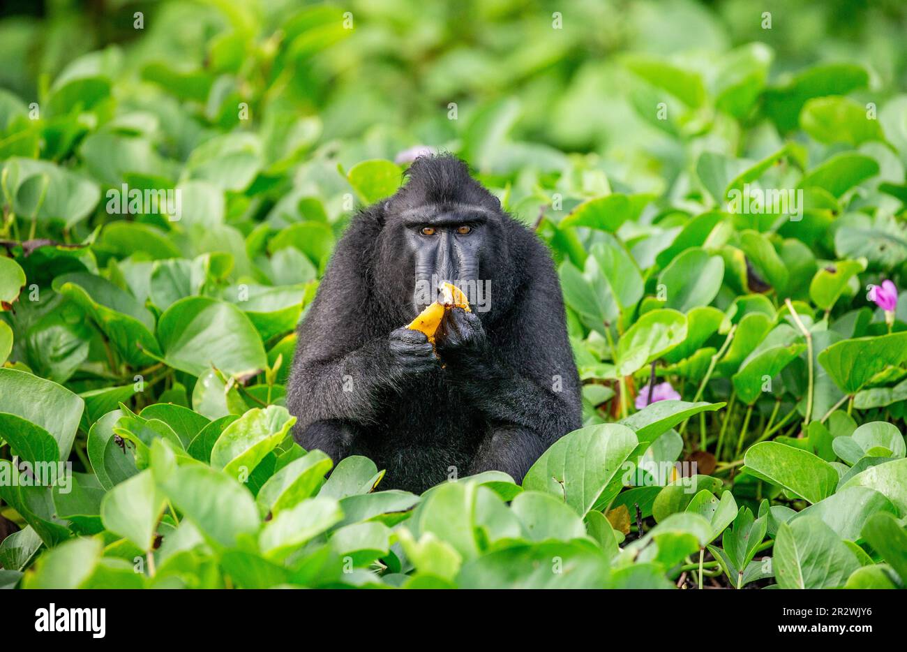 Celebes macaco crested sta mangiando frutta. Indonesia. Sulawesi. Foto Stock