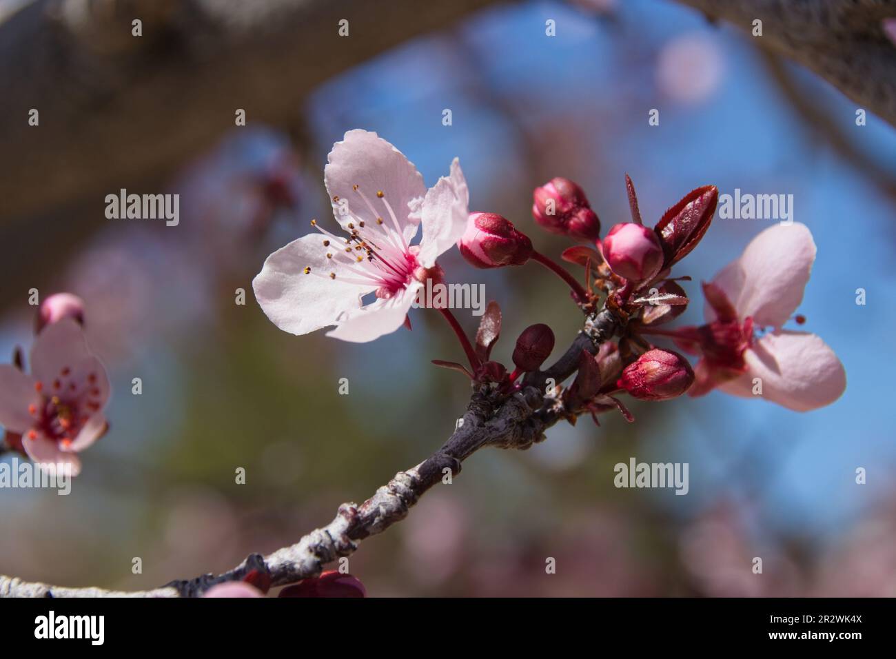 Fiori su un albero di prugna Foto Stock