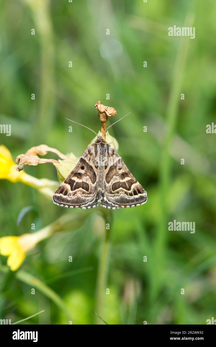 Moth di madre Shipton (Callistege mi), chiamato per il modello di preda, pensato per assomigliare alla leggendaria strega, Madre Shipton, a riposo sul cowslip Foto Stock