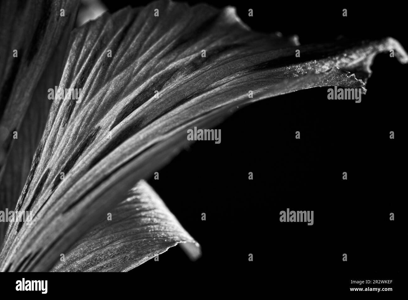 Immagine in bianco e nero di un fiore succulento. Contrasto elevato, sfondo nero. Virare in modo netto e sfocare in modo morbido. Adatto per lobby e camere d'hotel Foto Stock