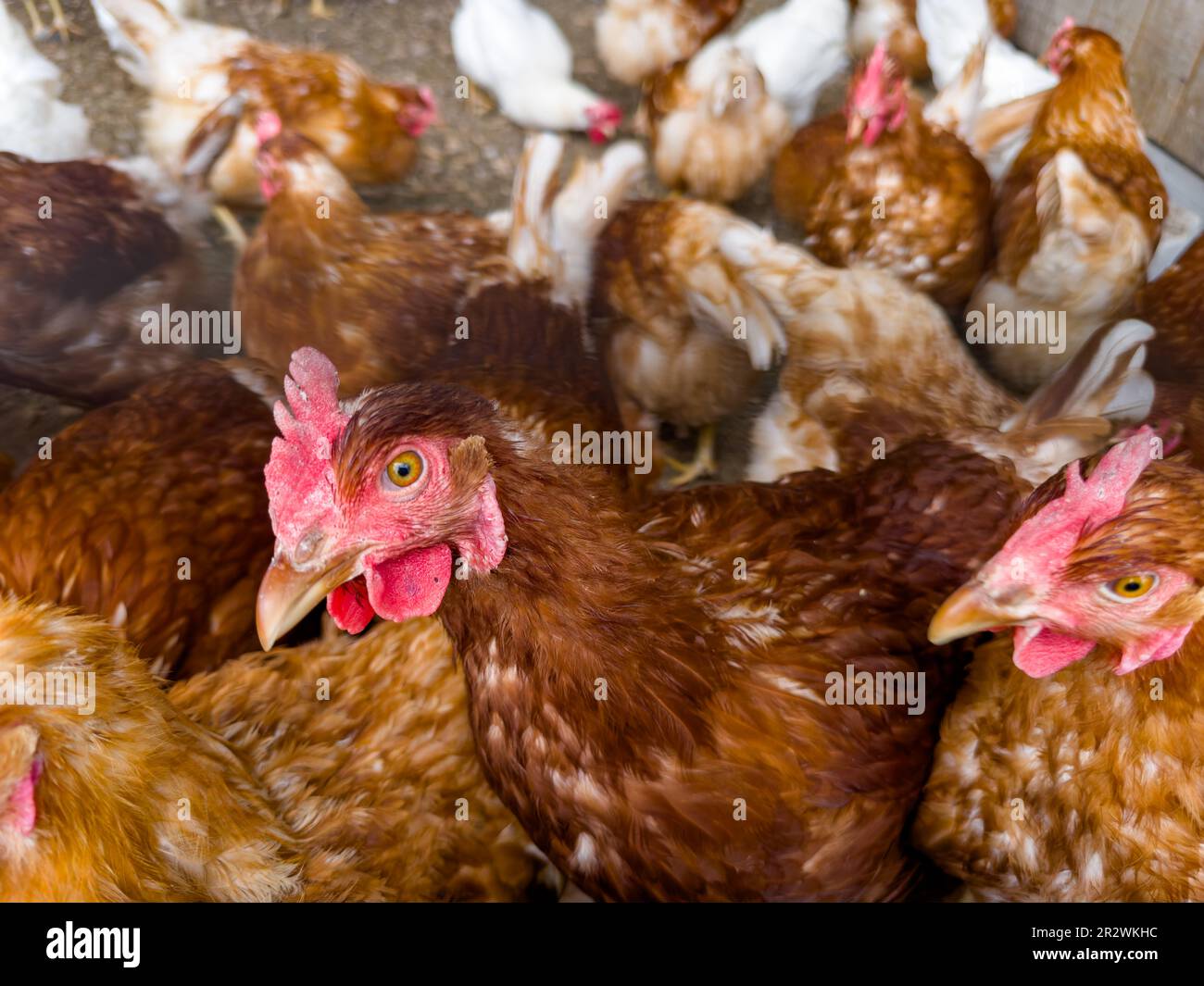 Pollo nel recinto all'aperto. Foto Stock