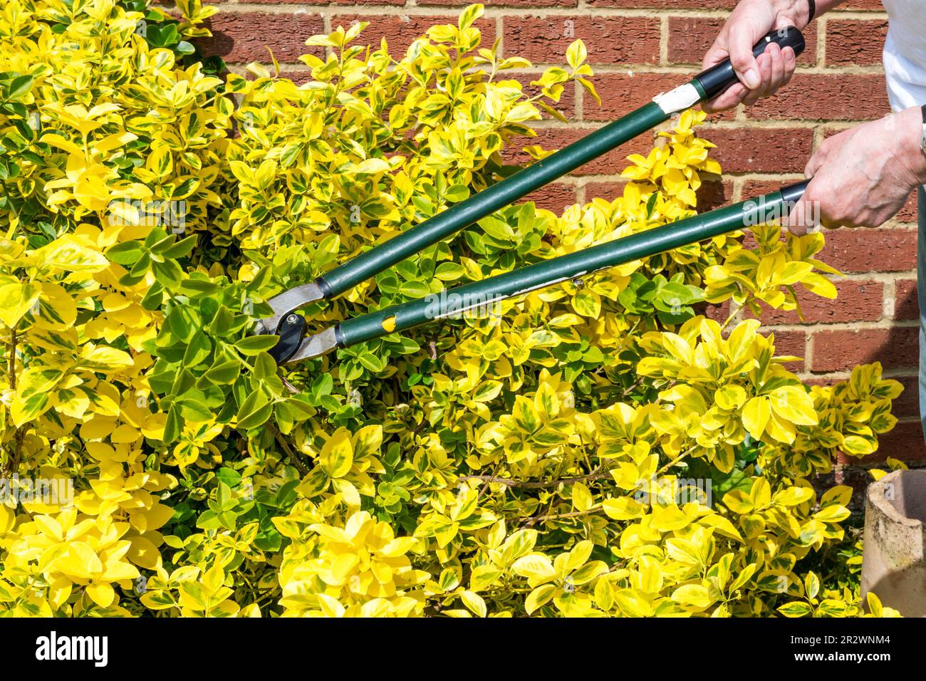 Potando il ramo verde da un arbusto di Euonymus, per evitare che ritorno al verde lontano dal suo colore giallo. Foto Stock