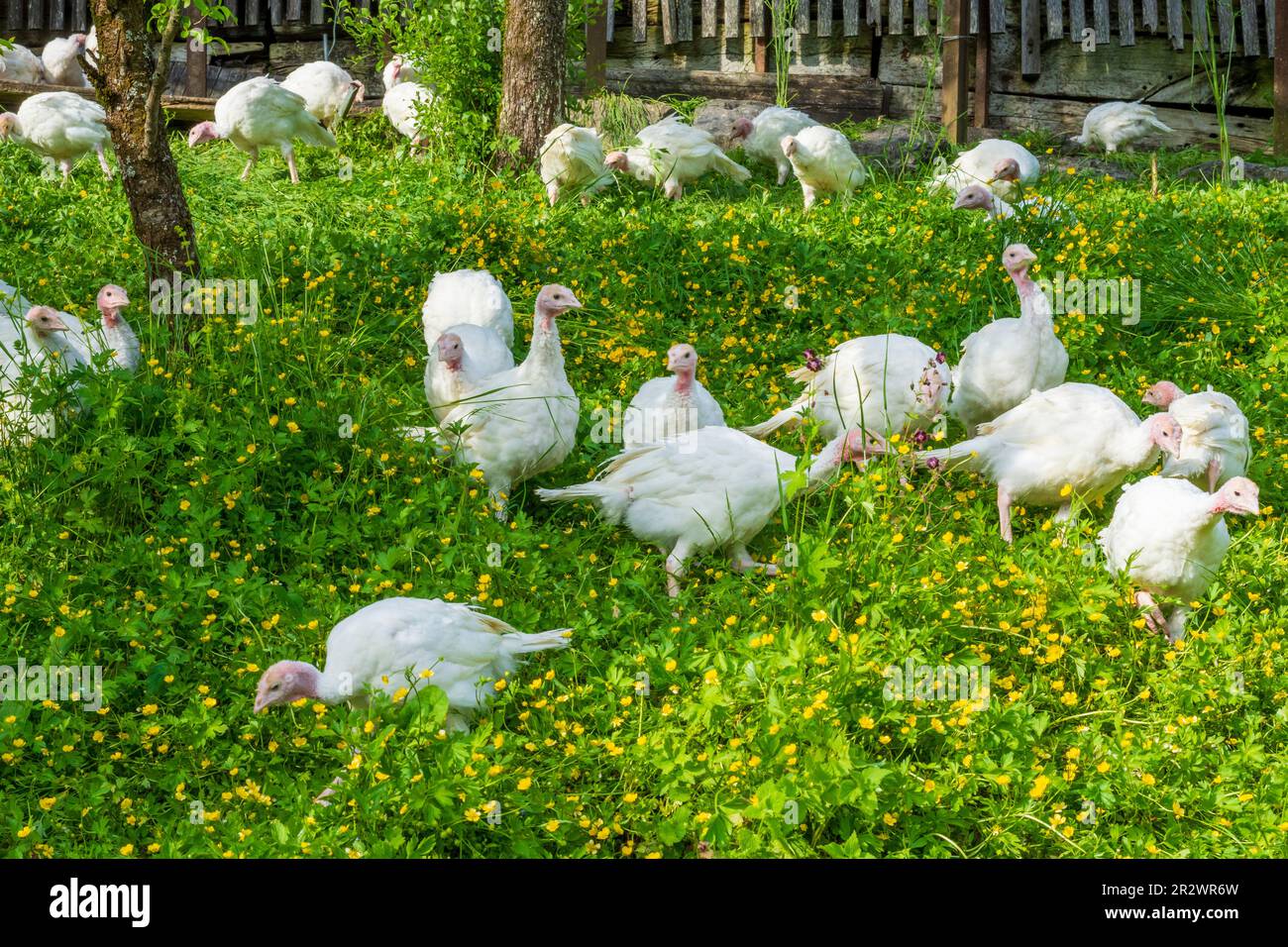 Bad Goisern am Hallstättersee: turchia nazionale in libera gamma sul prato del Salzkammergut, Oberösterreich, Austria superiore, Austria Foto Stock