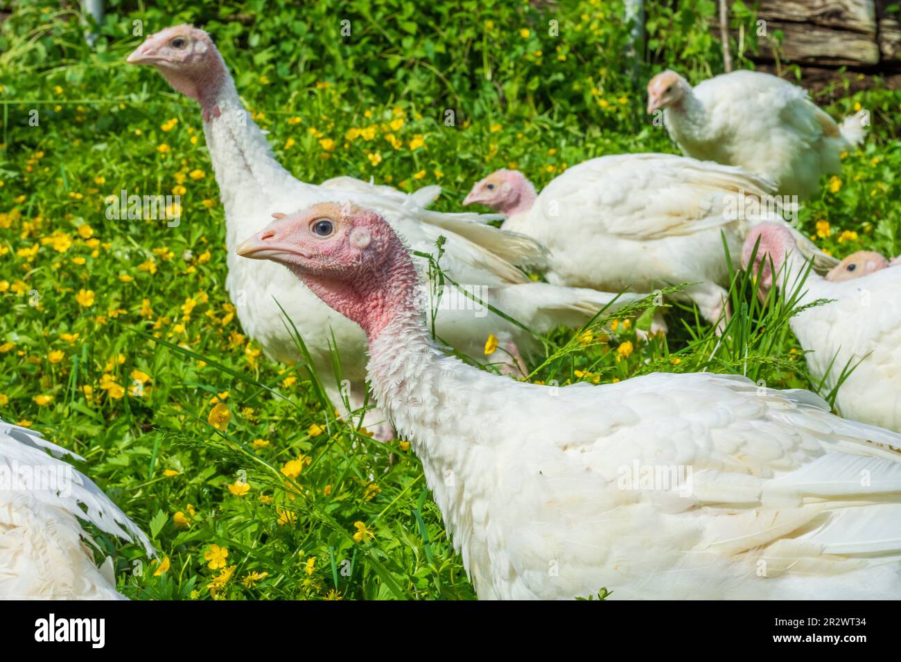 Bad Goisern am Hallstättersee: turchia nazionale in libera gamma sul prato del Salzkammergut, Oberösterreich, Austria superiore, Austria Foto Stock
