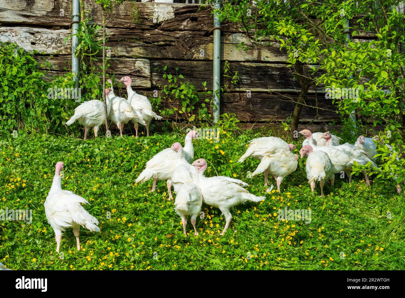 Bad Goisern am Hallstättersee: turchia nazionale in libera gamma sul prato del Salzkammergut, Oberösterreich, Austria superiore, Austria Foto Stock