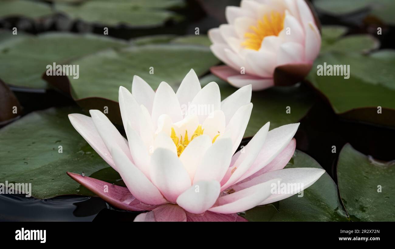 Fiore di loto rosa delicato in habitat naturale. Acqua scura di uno stagno con i gigli dell'acqua bei. Foto Stock