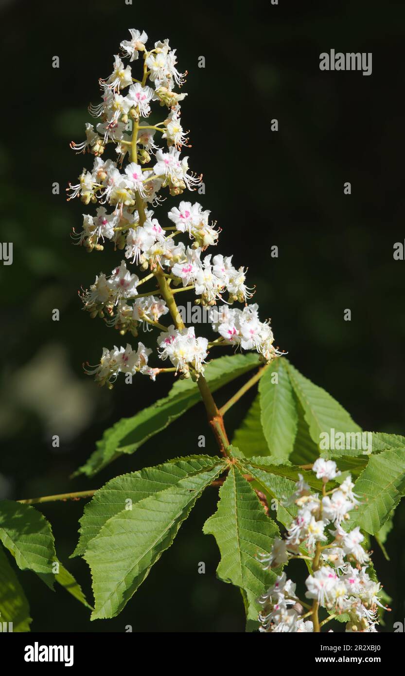 Ramo fiorente di un comune castagno di cavallo, Aesculus ippocastanum con grandi fiori bianchi e foglie verdi su fondo scuro, primo piano Foto Stock