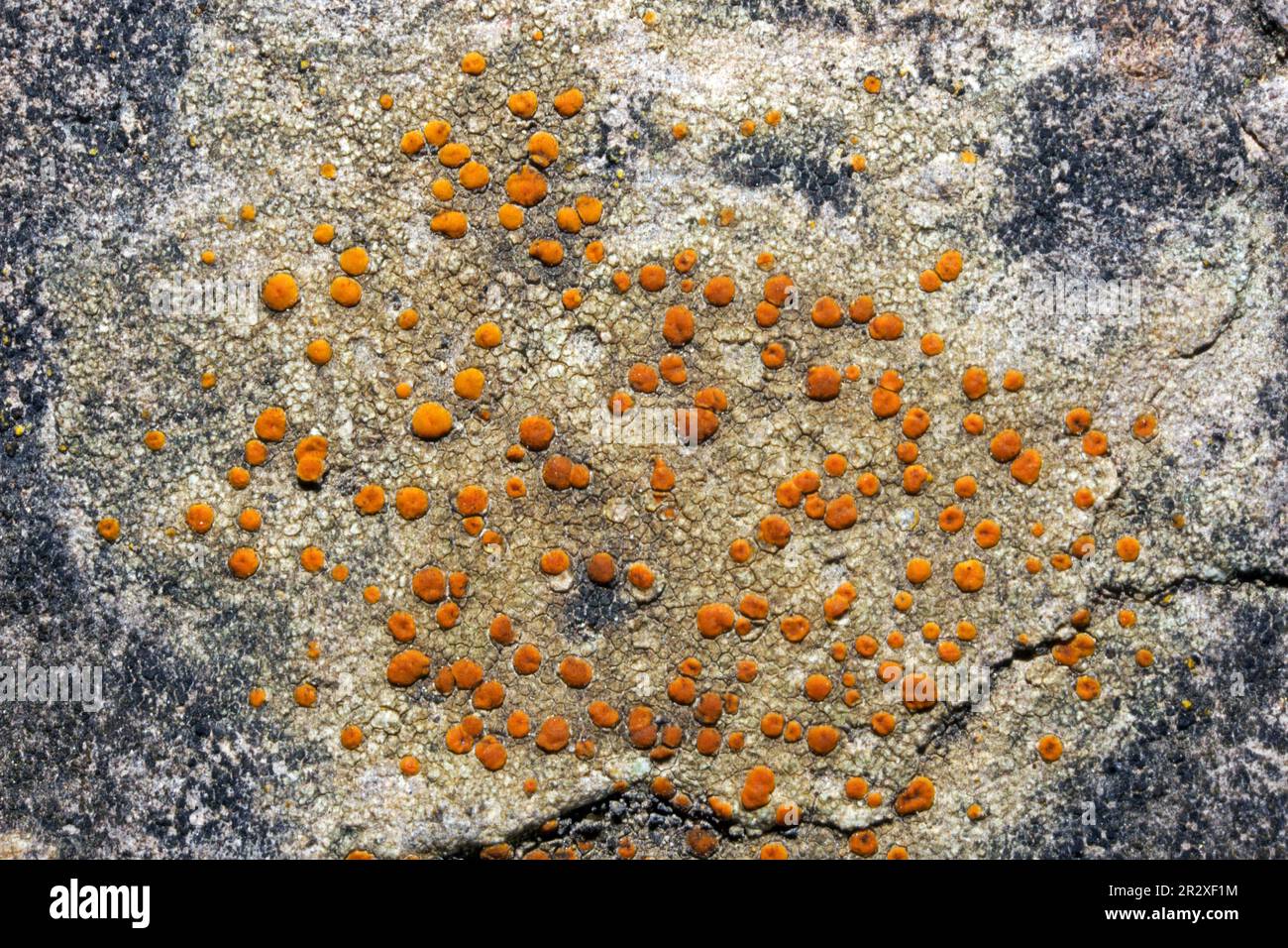 Protoblastenia rupestris è un lichene crostacei comune trovato su substrati calcarei. Si verifica sia negli emisferi settentrionali che meridionali. Foto Stock