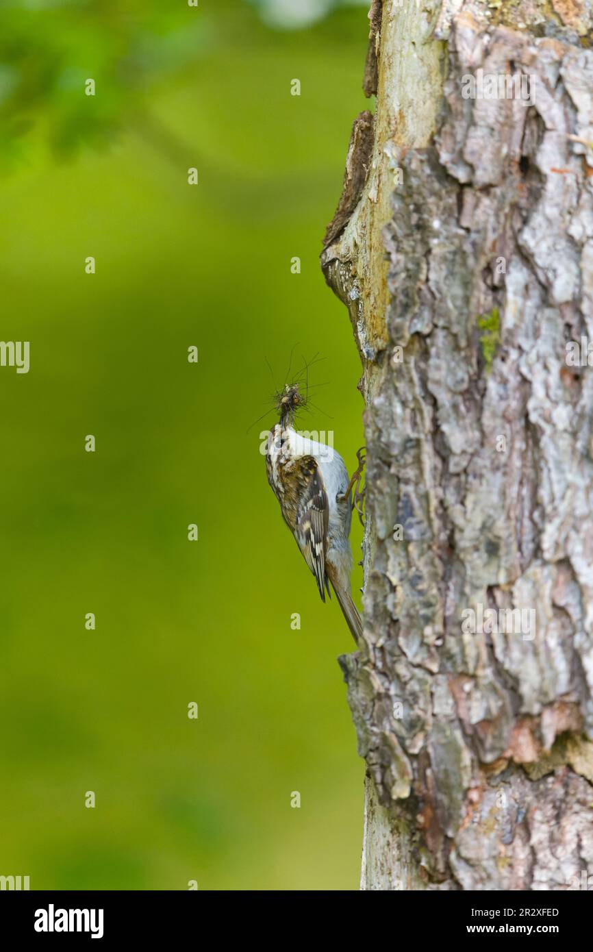 treecreeper comune Certhia familiaris, adulto arroccato sul tronco con preda di insetto in becco, Suffolk, Inghilterra, maggio Foto Stock