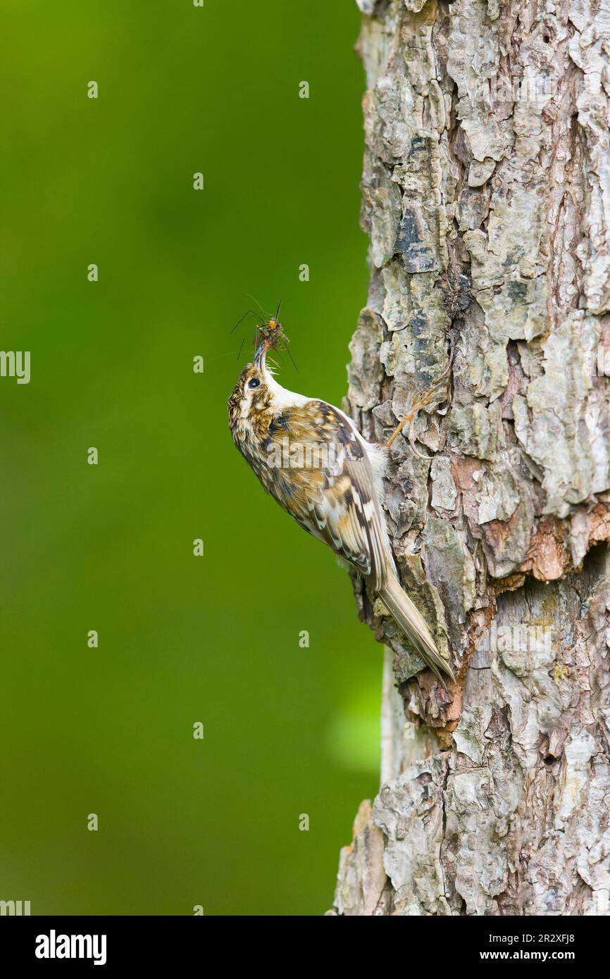 treecreeper comune Certhia familiaris, adulto arroccato sul tronco con preda di insetto in becco, Suffolk, Inghilterra, maggio Foto Stock
