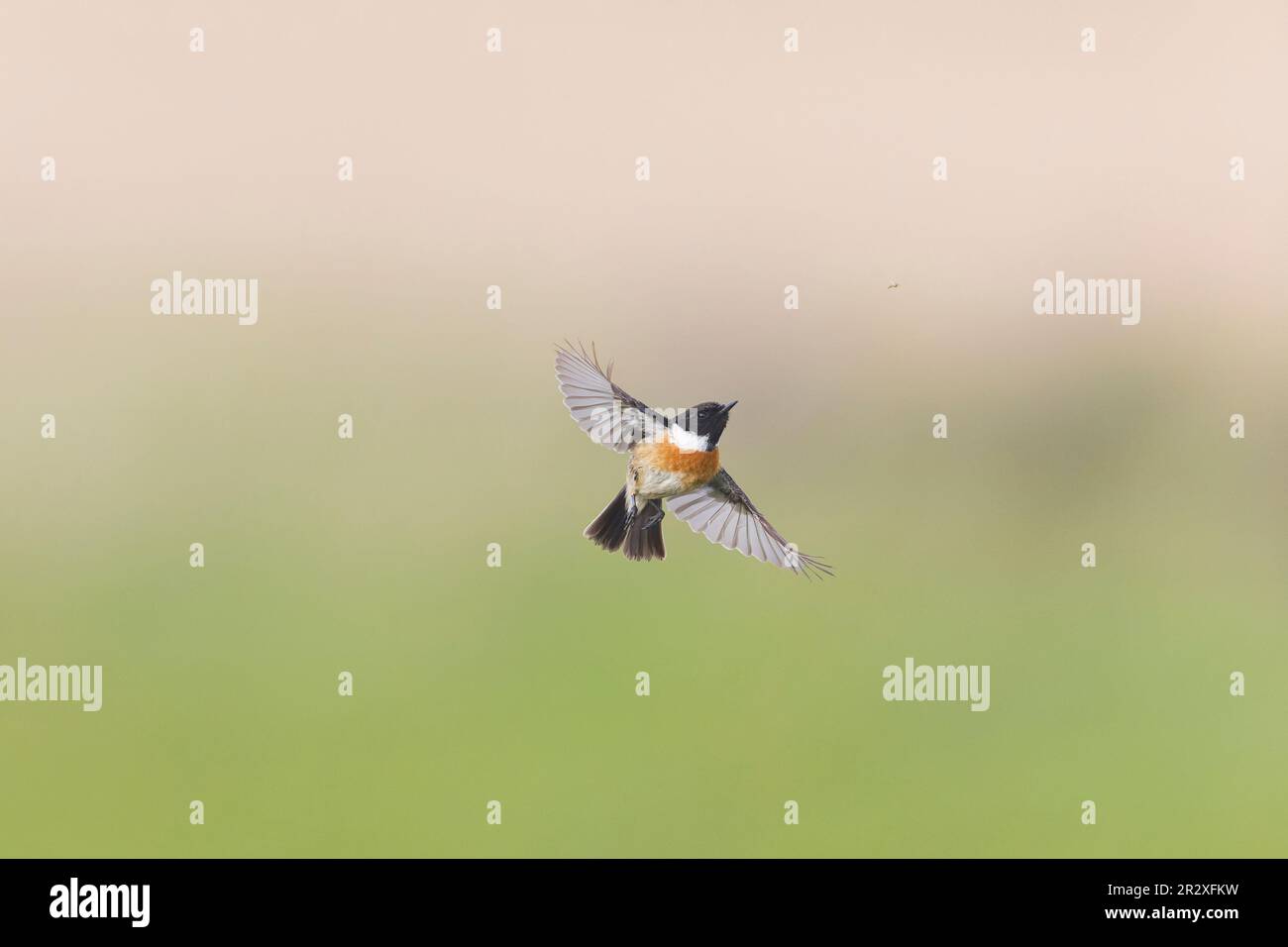 European stonechat Saxicola rubicola, allevamento piumaggio maschio adulto in procinto di catturare non-mite midge in volo, Suffolk, Inghilterra, maggio Foto Stock