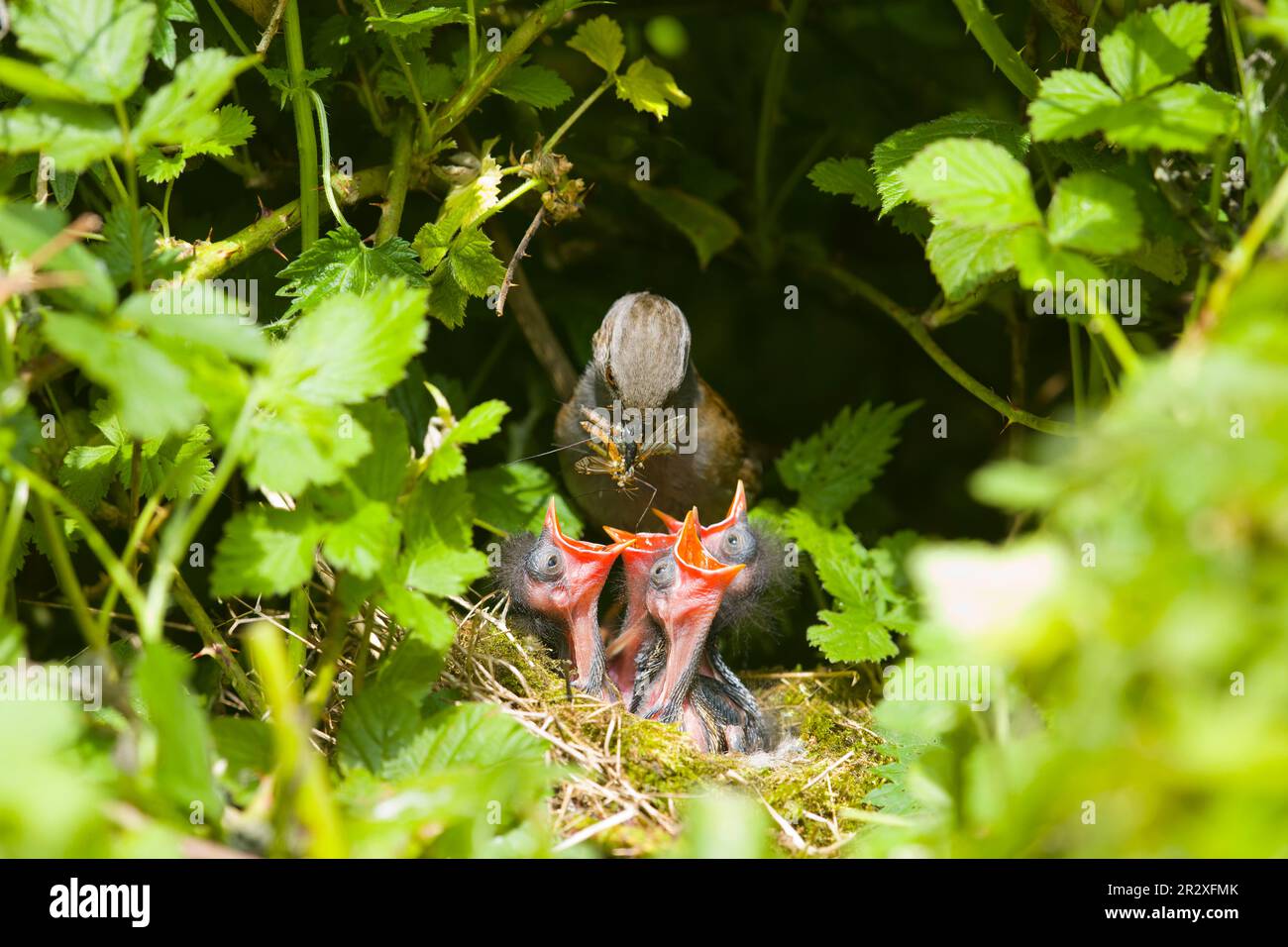Dunnock Prunella modularis, adulto che alimenta i pulcini in NEST, Suffolk, Inghilterra, maggio Foto Stock