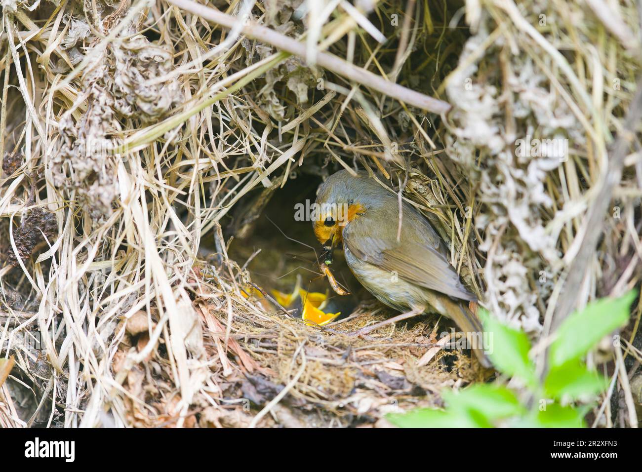 Robin europeo Erithacus rubecula, adulto che mangia pulcini a nido, Suffolk, Inghilterra, maggio Foto Stock