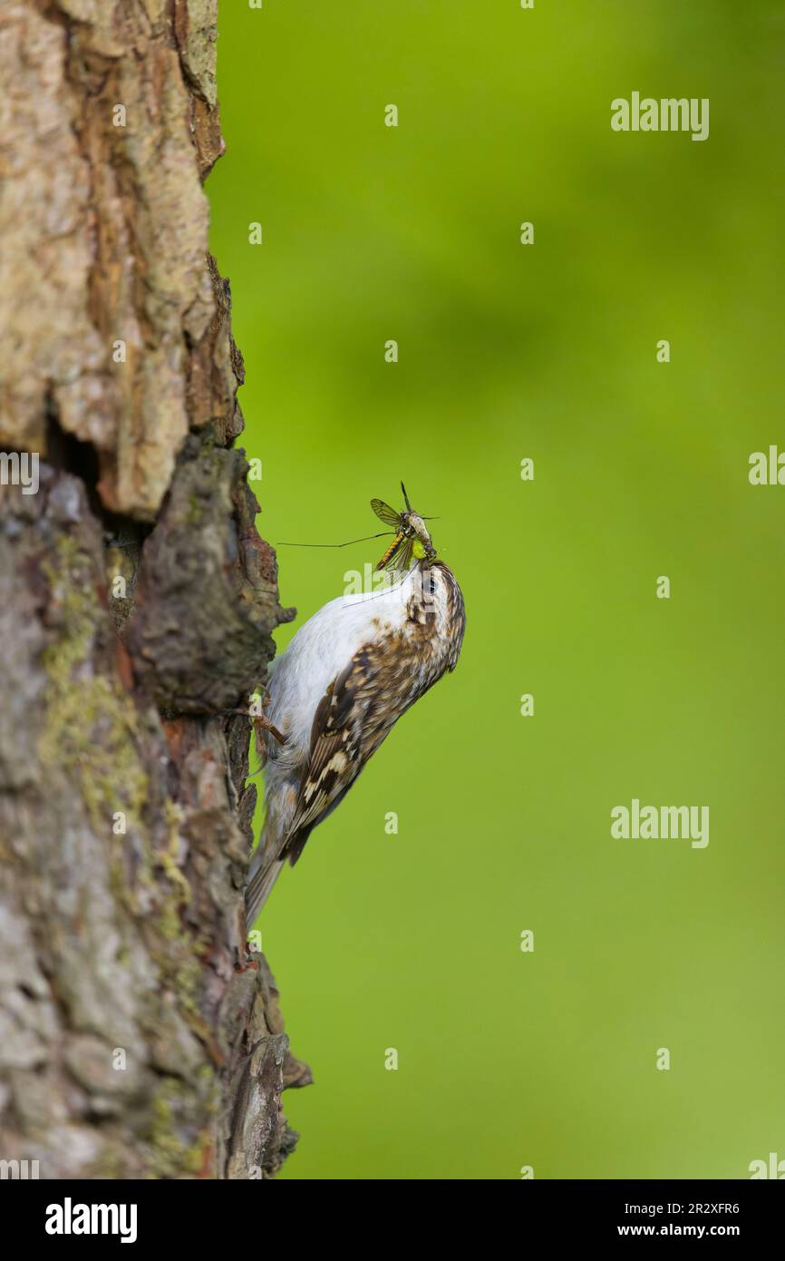 treecreeper comune Certhia familiaris, adulto arroccato sul tronco con bruco e preda di insetti in becco, Suffolk, Inghilterra, maggio Foto Stock