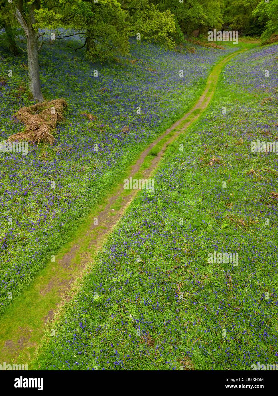 Bluebell Wood, Kinclaven, Scozia Foto Stock