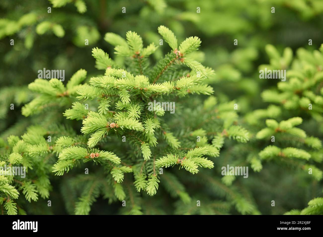Giovani rami di abete fiorito nella foresta. Abete rosso in primavera. Primo piano della composizione dei rami di abete-ago come struttura di fondo naturale. Foto Stock