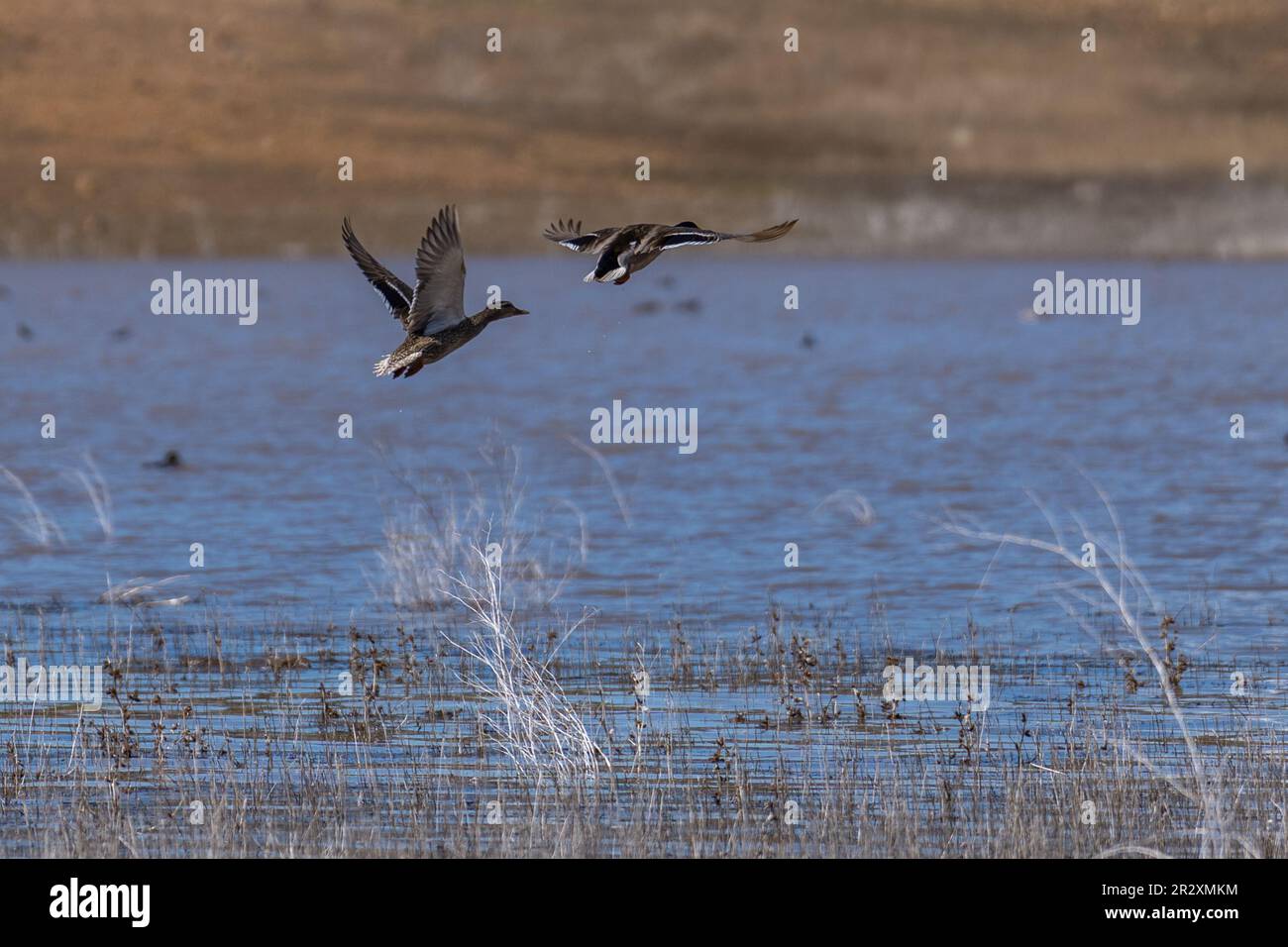 Le anatre Mallard volano in volo. Ashland, Oregon Foto Stock