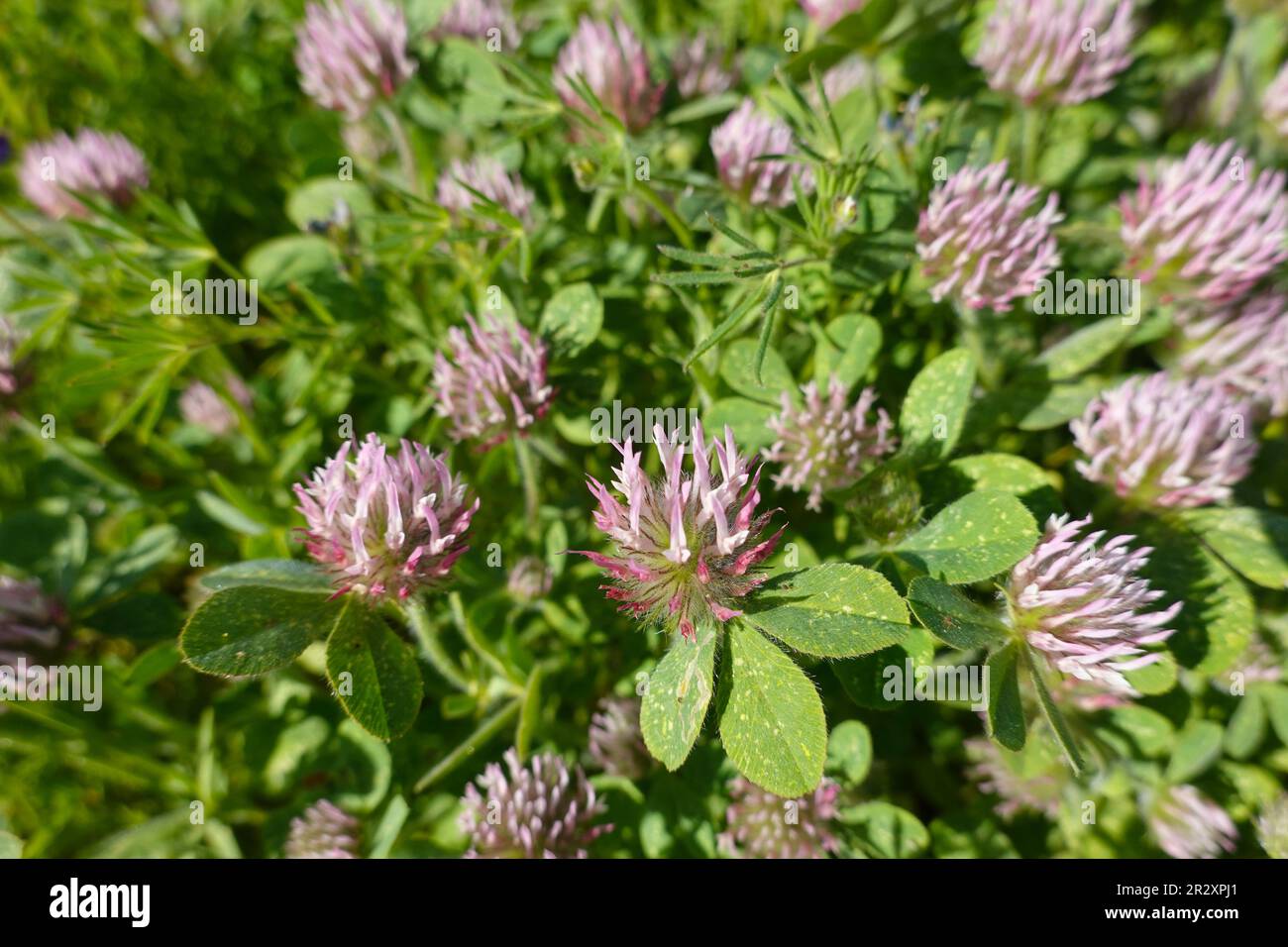 Trifoglio di rosa , Trifolium, wormskioldi , trifoglio di mucca, trifoglio di costa, Trifolium hirtum Foto Stock