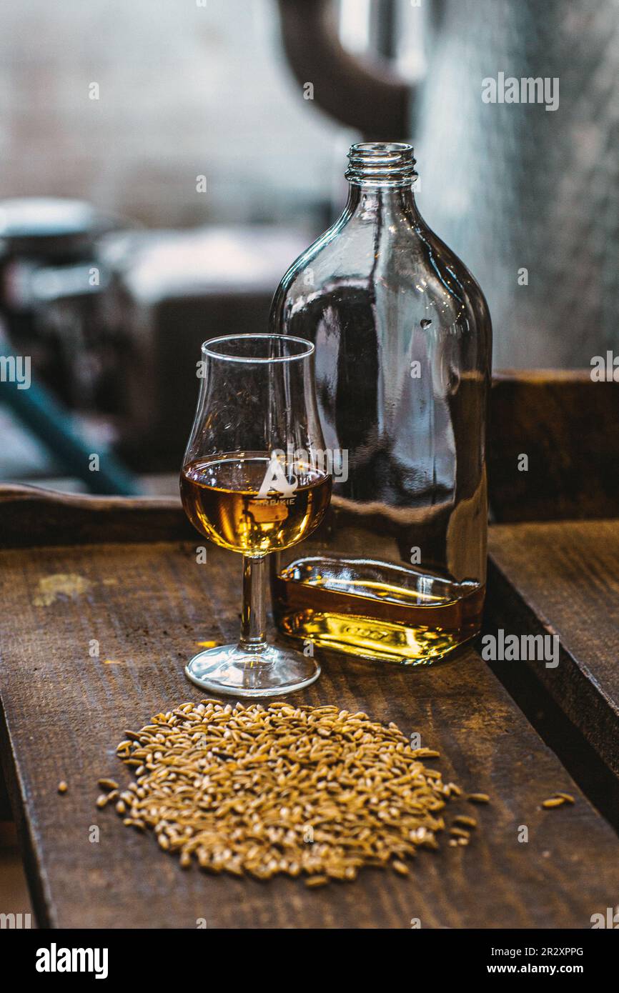Degustazione di un bicchiere con Scotch whisky invecchiato su una vecchia tavola d'annata in legno scuro con cereali d'orzo in primo piano presso la distilleria Arbikie in Scozia. Foto Stock