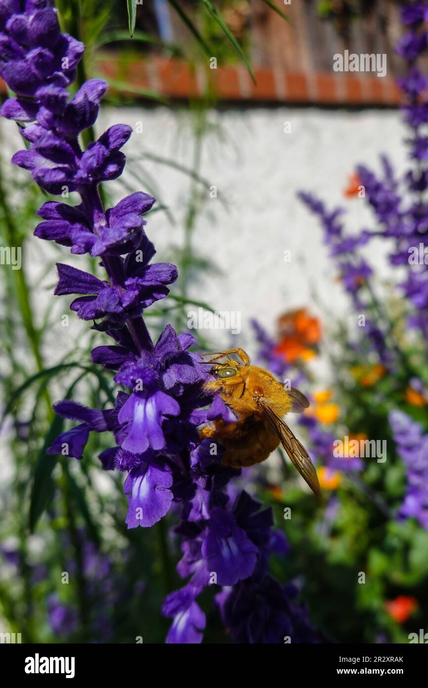 Male Valley Carpenter Bee ( Xylocopa sonorina ) noto anche come Teddy Bear Bee alla ricerca di polline su un fiore di salvia viola Foto Stock