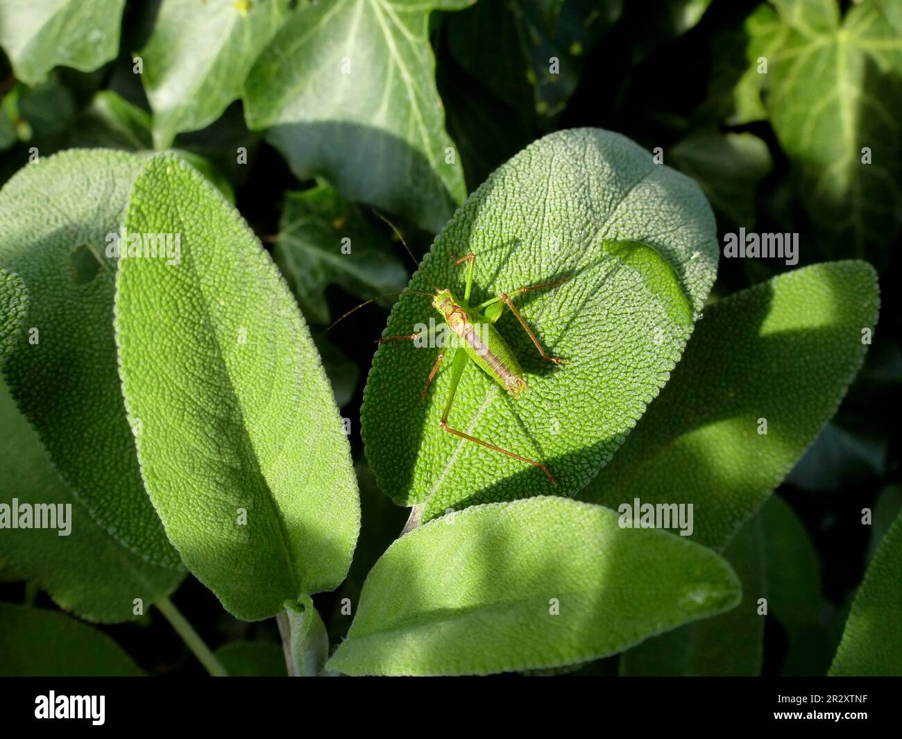 Grasshopper sulla salvia in giardino, buona mimetizzazione Foto Stock