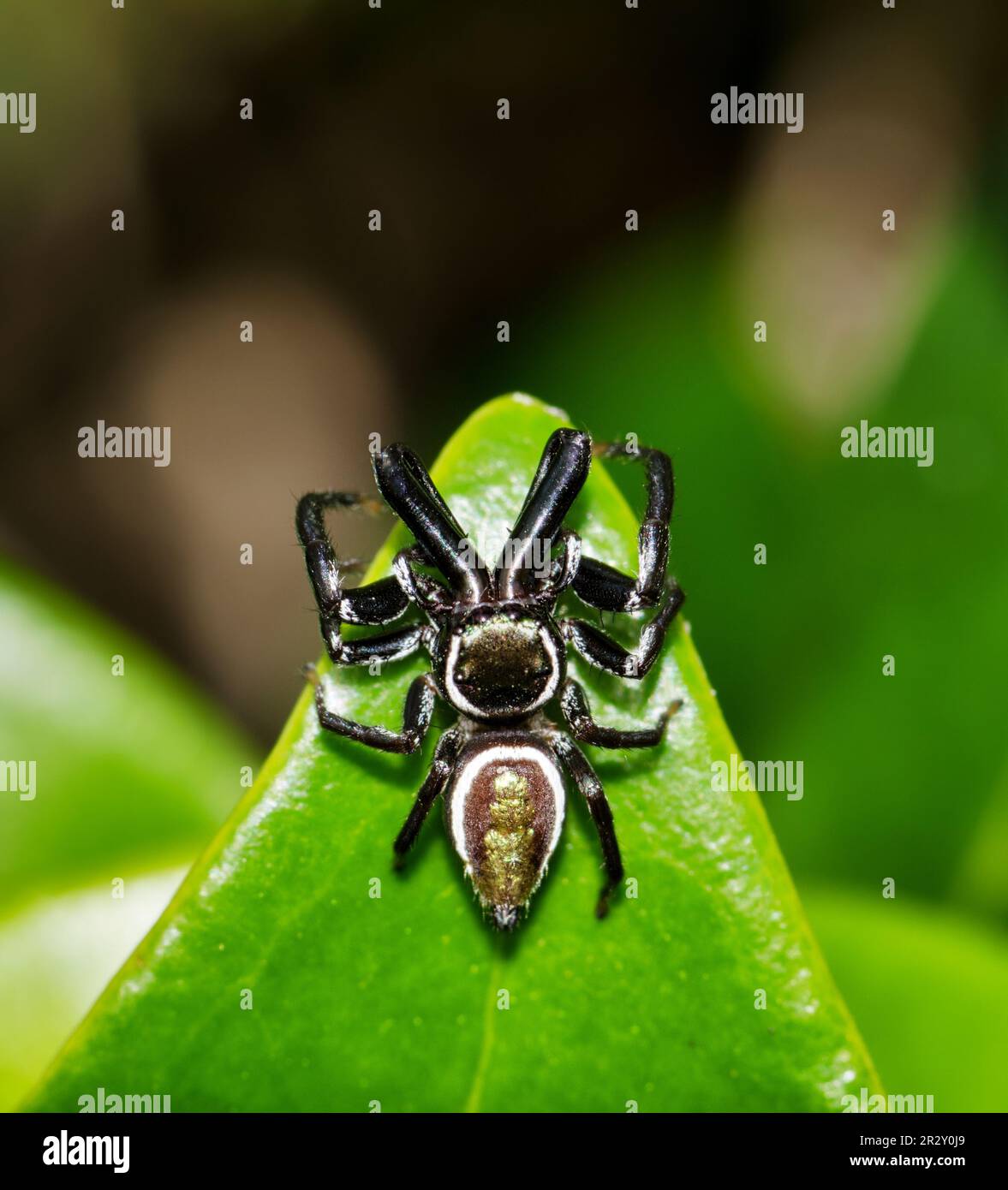 Jumping Spider (Messua limbata) sulle foglie di biancospino indiano, vista dorsale. Questa specie di arachnidi si trova negli Stati Uniti meridionali e in Messico. Foto Stock