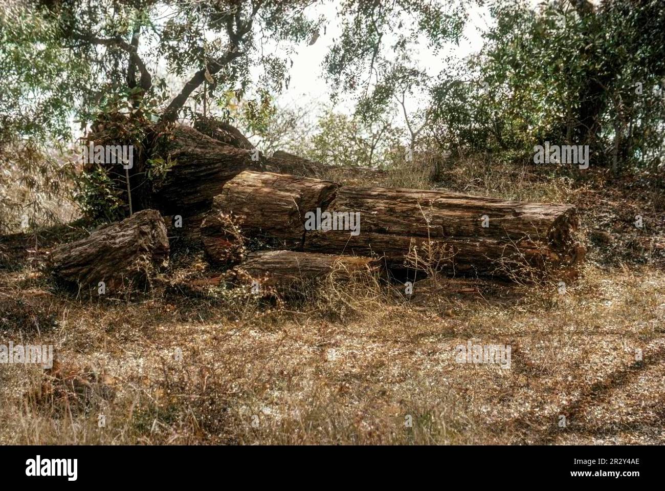 20 milioni di anni di legno fossile più lungo nel Parco Nazionale del legno fossile a Thiruvakkarai Tiruvakkarai vicino Pudicherry Pondicherry, Tamil Nadu, Sud Foto Stock
