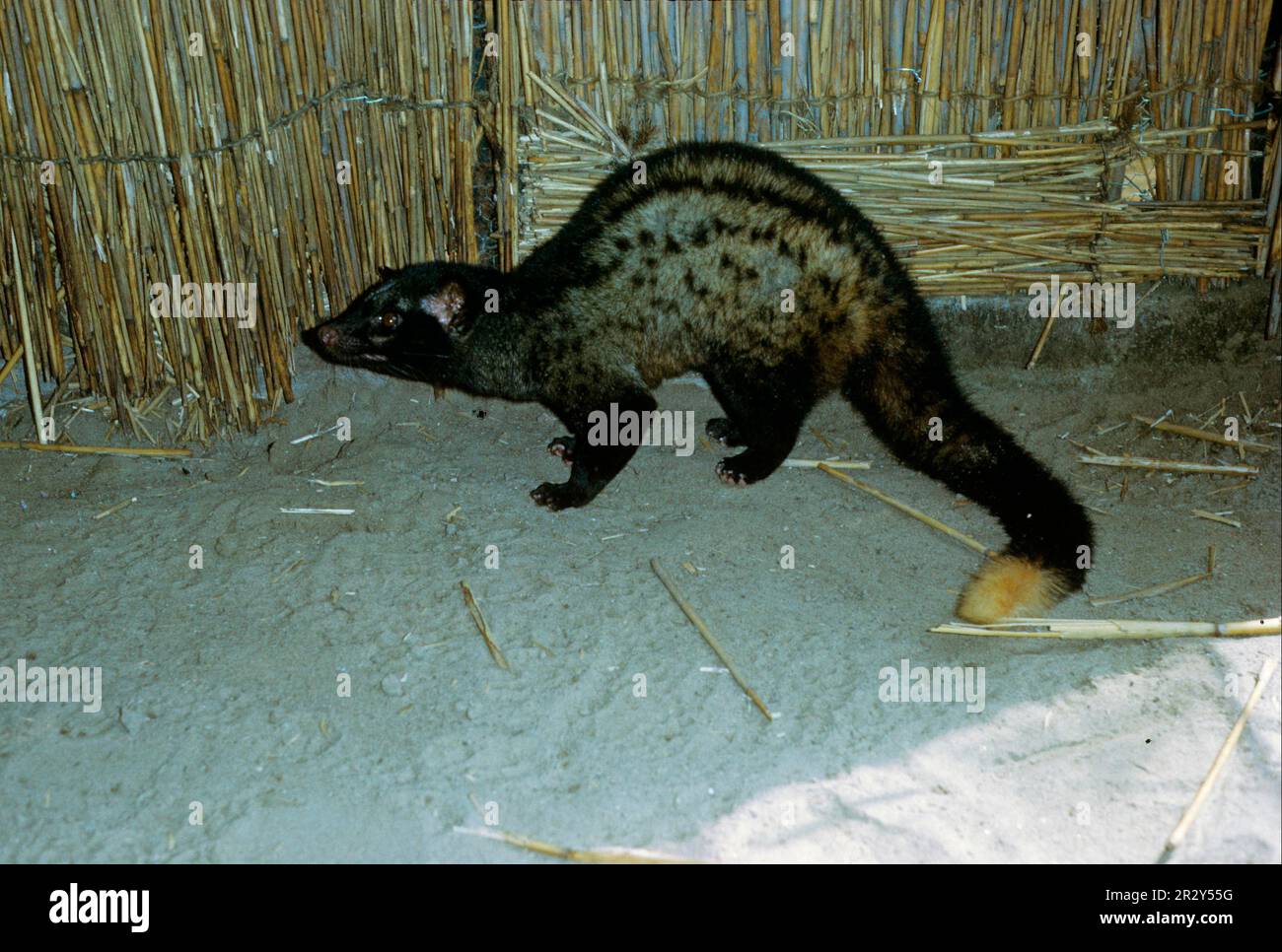 Spotted Musang, spotted Musangs, Palm Civet, Indonesian Palm Roller, Palm Civets, Predatori, mammiferi, pipistrelli sneaky, animali, Civet di palma comune Foto Stock