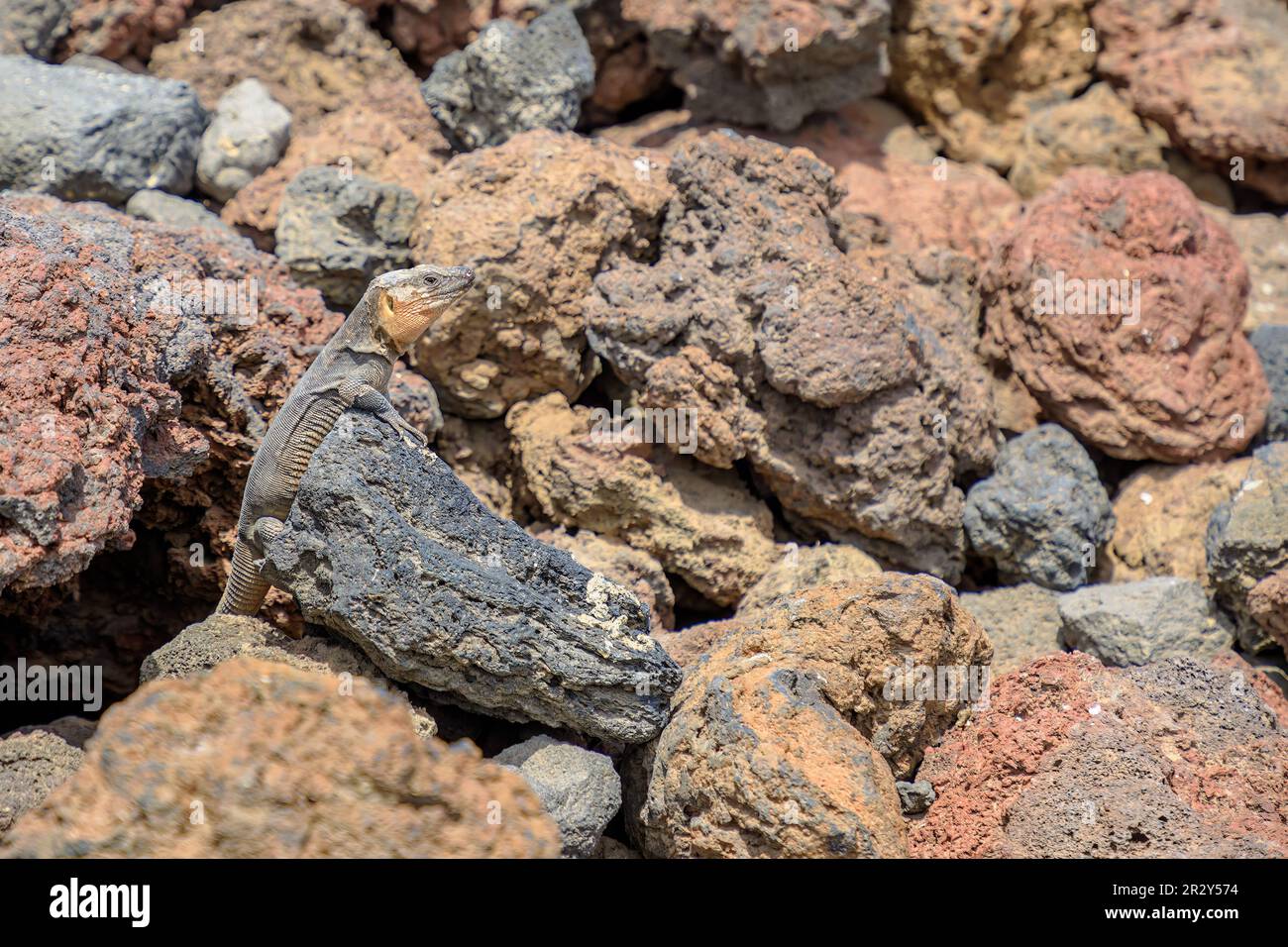 Gallotia stehlini, specie di lucertola gigante endemica dell'isola di Gran Canaria. Questa lucertola è nota per il suo aspetto unico e per il suo comportamento affascinante Foto Stock