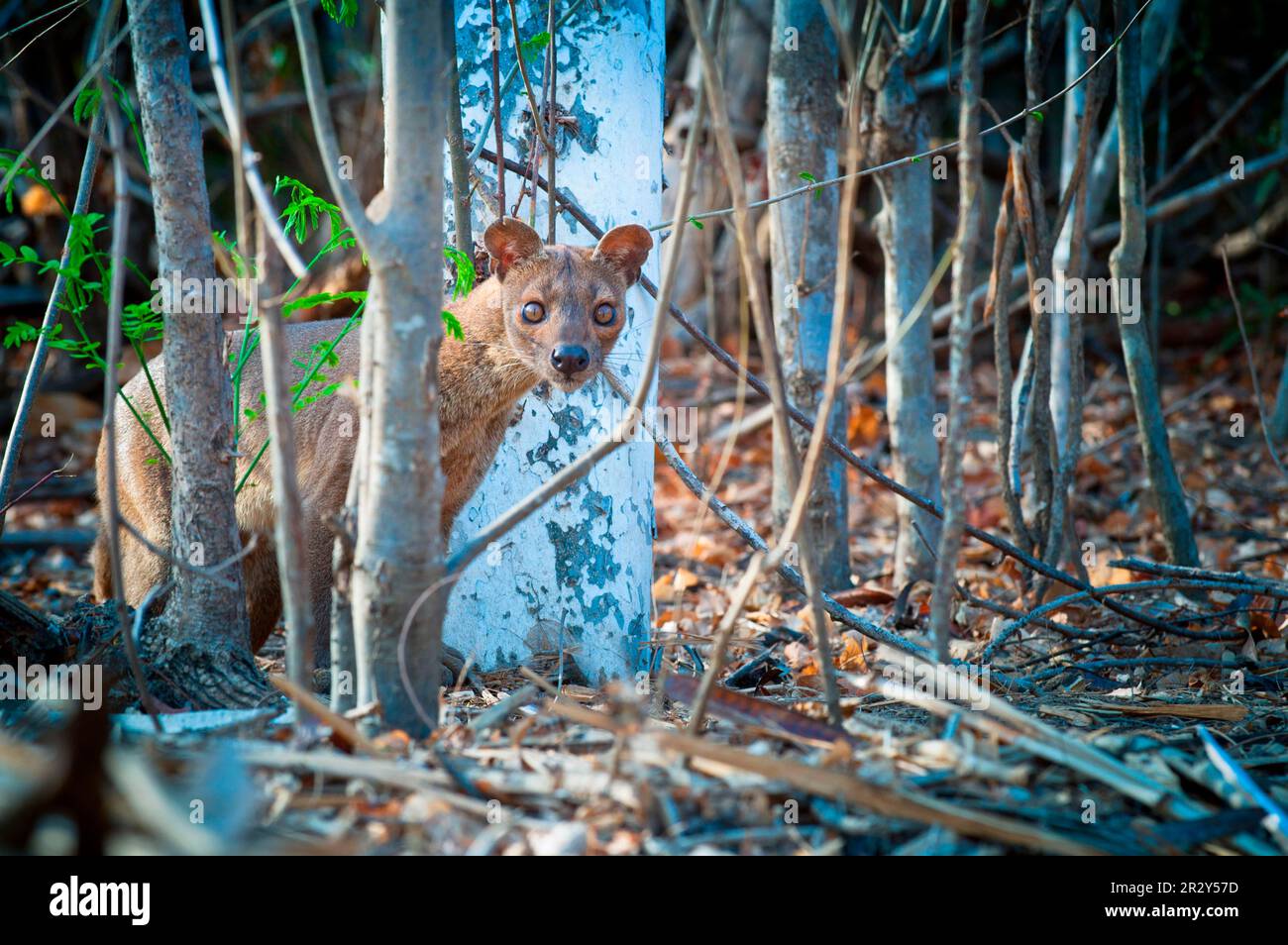 Fossa, fossas (Cryptoprocta ferox), endemico, predatori, mammiferi, Animali, Fossa femmina adulta, in piedi tra tronchi di alberi nella foresta, Madagascar Foto Stock
