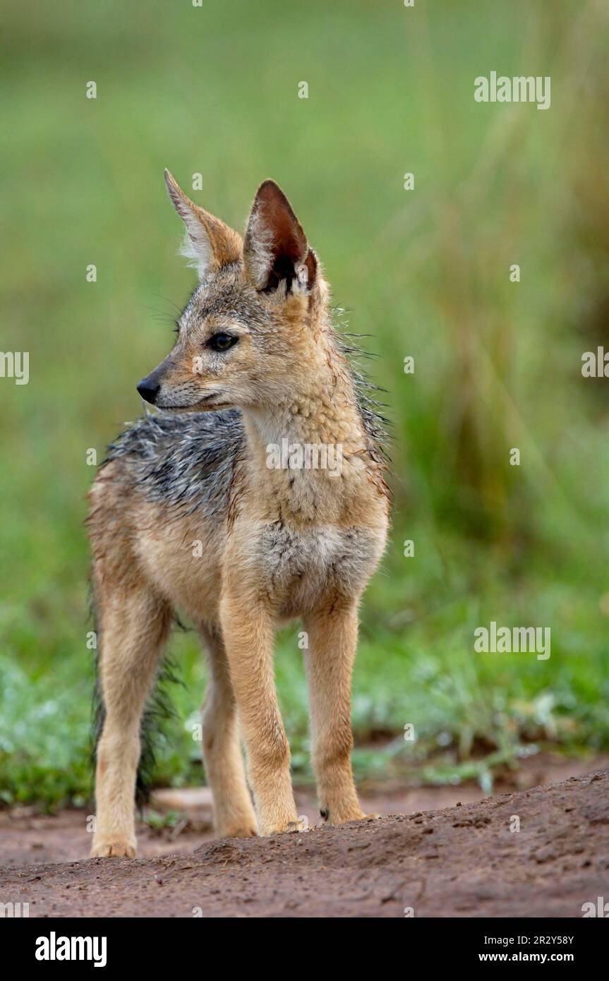 Jackals nero-backed (mesomelas del Canis), jackal, jackals, cane-come, predatori, Mammiferi, animali, Jackal nero giovane, in piedi, Masai Mara, Kenya Foto Stock