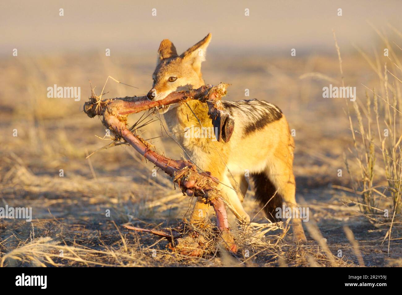 Jackal con dorso nero (Canis mesomelas), Jackal, Jackals, Canidae, predatori, Mammiferi, animali, adulto sciacalli con dorso nero, nutrimento delle gambe più dure Foto Stock