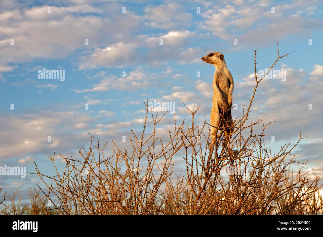 Meerkats (Suricata suricatta) Meerkat, predatori, mammiferi, gatti striscianti, animali, Meerkat adulto, guardia in piedi nel cespuglio, Kalahari Meerkat progetto Foto Stock